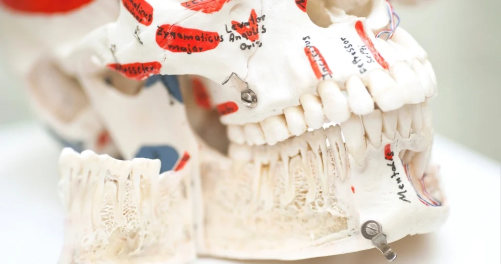 Jawbone Structure